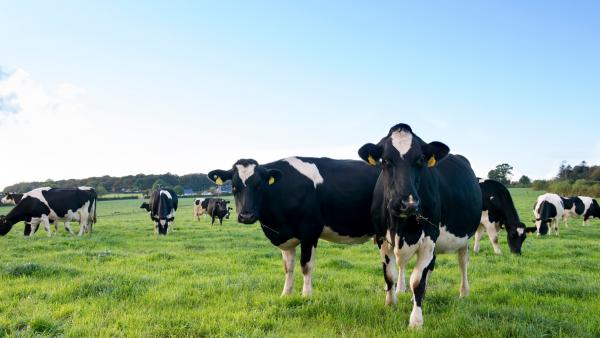 Irish Dairy Cows in a field