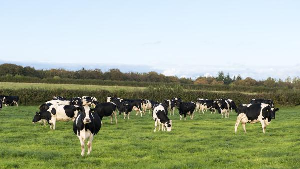 biodiversity - header of cows