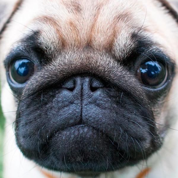 Cute pug