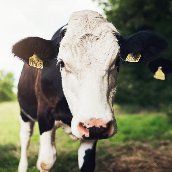 Irish grass fed cow on sustainable farm