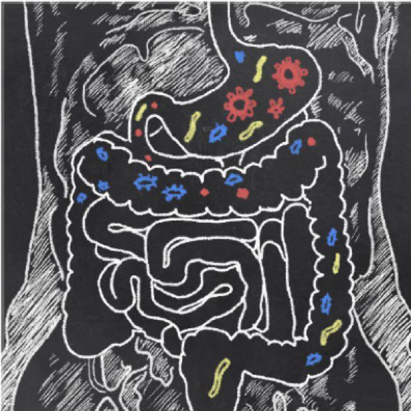 Chalkboard illustration of intenstinal tract