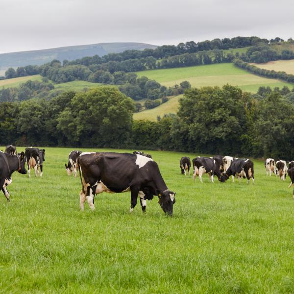 Grass-fed-cows