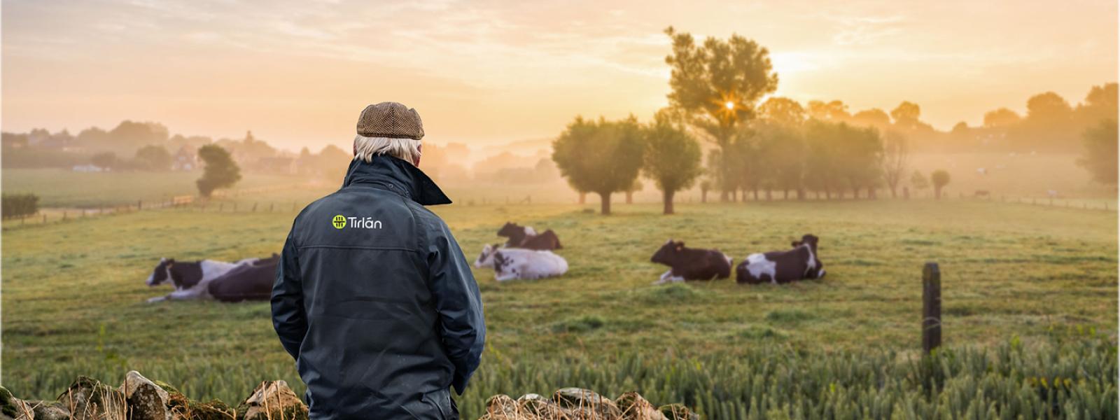 Image of a farmer with his back to the camera looking out at his field of cows